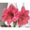 COLECCION AMARYLLIS 2026 (BULBOS)