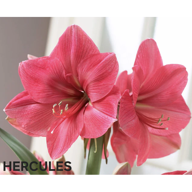 COLECCION AMARYLLIS 2026 (BULBOS)
