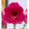 COLECCION AMARYLLIS 2026 (BULBOS)