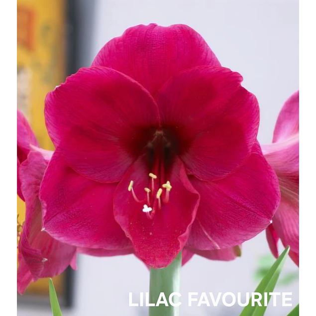 COLECCION AMARYLLIS 2026 (BULBOS)