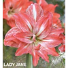 COLECCION AMARYLLIS 2026 (BULBOS)