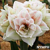 COLECCION AMARYLLIS 2026 (BULBOS)