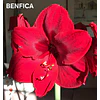 COLECCION AMARYLLIS 2026 (BULBOS)