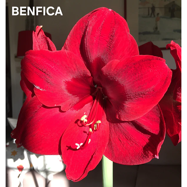 COLECCION AMARYLLIS 2026 (BULBOS)