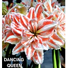 COLECCION AMARYLLIS 2026 (BULBOS)