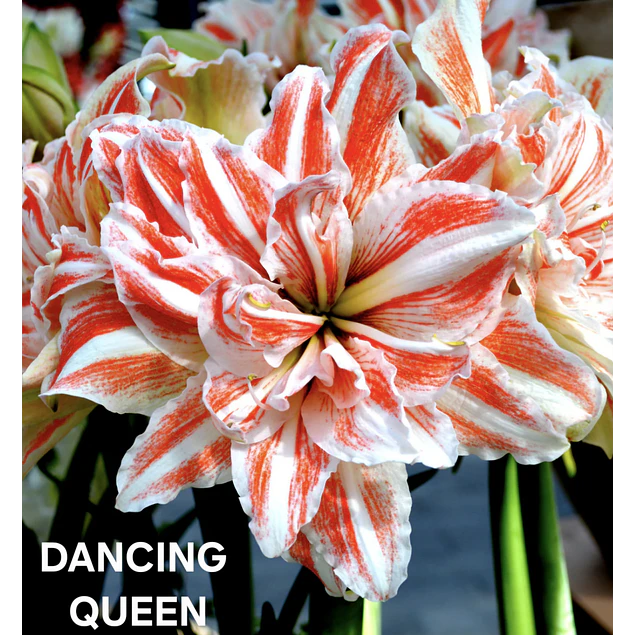 COLECCION AMARYLLIS 2026 (BULBOS)