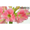 COLECCION AMARYLLIS 2026 (BULBOS)