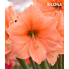 COLECCION AMARYLLIS 2026 (BULBOS)