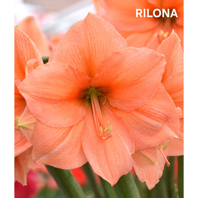 COLECCION AMARYLLIS 2026 (BULBOS)