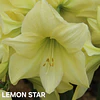 COLECCION AMARYLLIS 2026 (BULBOS)