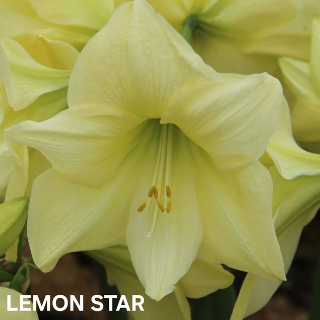 COLECCION AMARYLLIS 2026 (BULBOS)