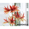 COLECCION AMARYLLIS 2026 (BULBOS)