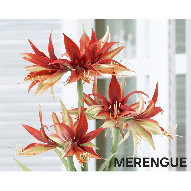 COLECCION AMARYLLIS 2026 (BULBOS)
