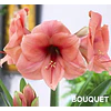 COLECCION AMARYLLIS 2026 (BULBOS)