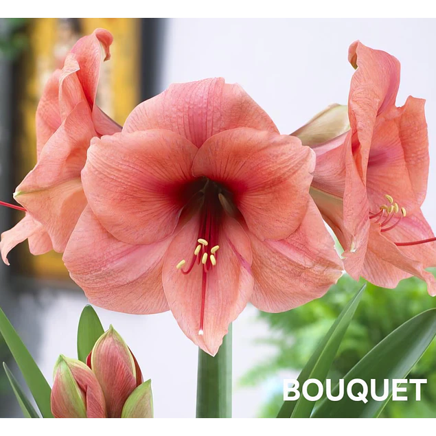 COLECCION AMARYLLIS 2026 (BULBOS)