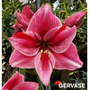COLECCION AMARYLLIS 2026 (BULBOS)
