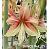 COLECCION AMARYLLIS 2026 (BULBOS)