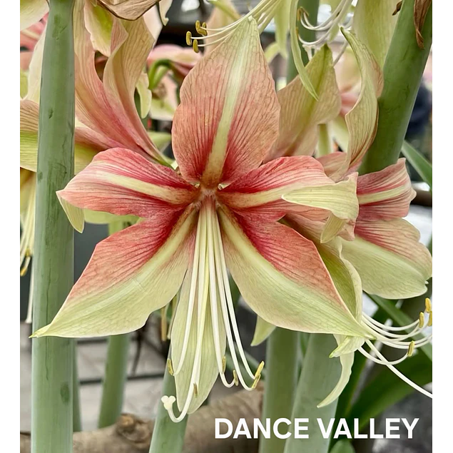 COLECCION AMARYLLIS 2026 (BULBOS)