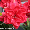 COLECCION AMARYLLIS 2026 (BULBOS)