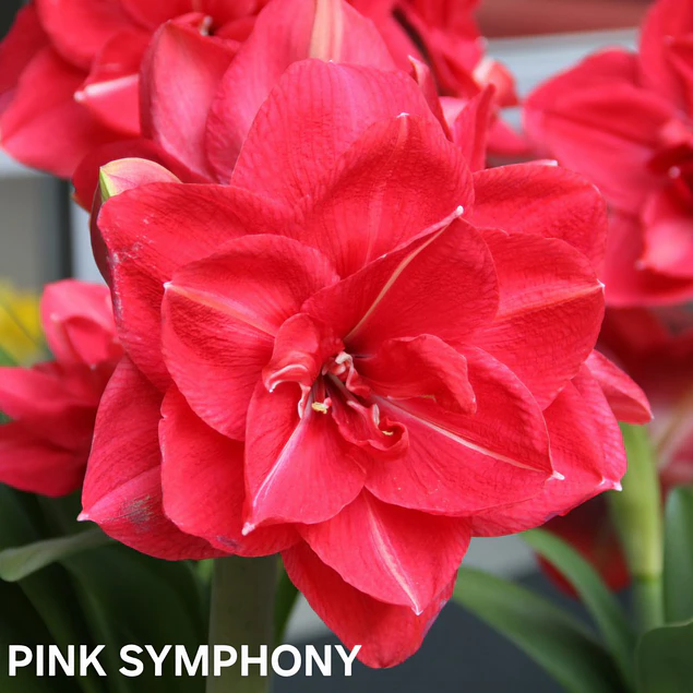COLECCION AMARYLLIS 2026 (BULBOS)