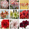 COLECCION AMARYLLIS 2026 (BULBOS)