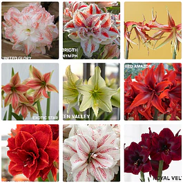 COLECCION AMARYLLIS 2026 (BULBOS)