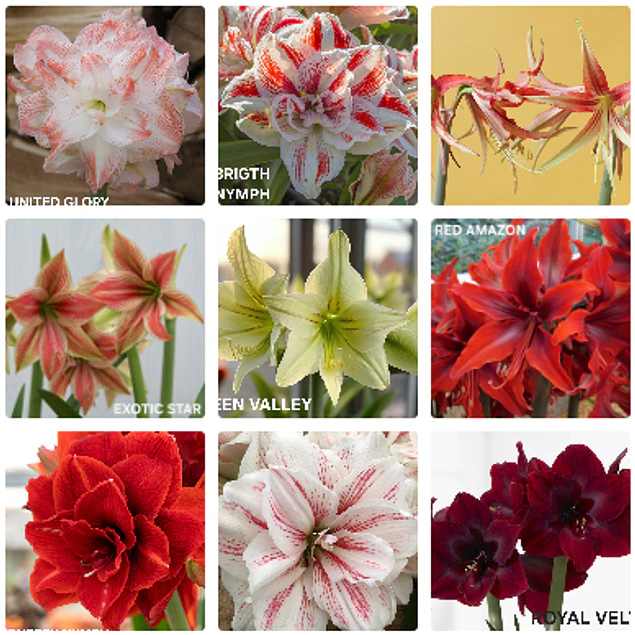 COLECCION AMARYLLIS 2026 (BULBOS)
