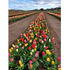 2 cajas de bulbos tulipanes 1000un