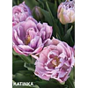 Tulipanes 2026 Julio (bulbos)