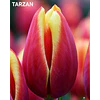 Tulipanes 2026 Julio (bulbos)