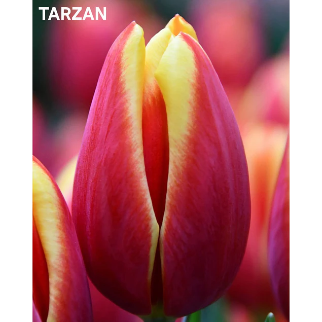 Tulipanes 2026 Julio (bulbos)
