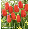 Tulipanes 2026 Julio (bulbos)