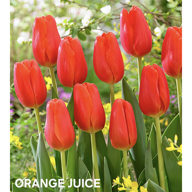 Tulipanes 2026 Julio (bulbos)