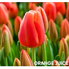 Tulipanes 2026 Julio (bulbos)