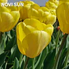 Tulipanes 2026 Julio (bulbos)