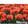 Tulipanes 2026 Julio (bulbos)