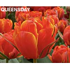 Tulipanes 2026 Julio (bulbos)