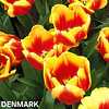 Tulipanes 2026 Julio (bulbos)
