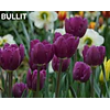 Tulipanes 2026 Julio (bulbos)
