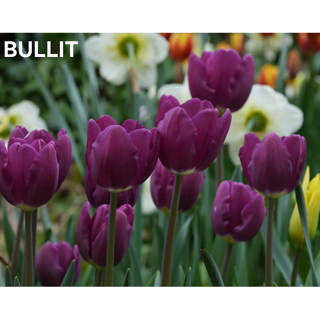 Tulipanes 2026 Julio (bulbos)