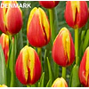 Tulipanes 2026 Julio (bulbos)