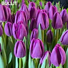 Tulipanes 2026 Julio (bulbos)