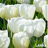Tulipanes 2026 Julio (bulbos)