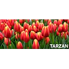 Tulipanes 2026 Julio (bulbos)