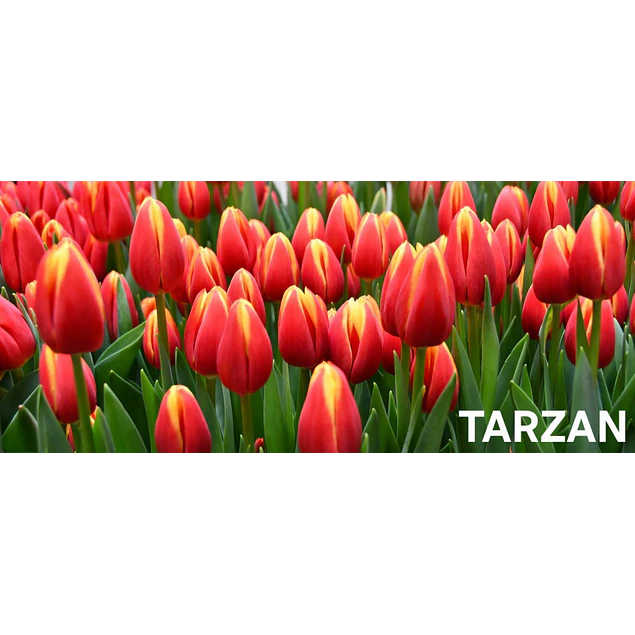 Tulipanes 2026 Julio (bulbos)