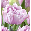 Tulipanes 2026 Julio (bulbos)