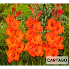 Gladiolos Pack Agosto (Cormos)