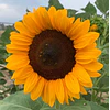 Girasol en 5 Variedades (Semillas)