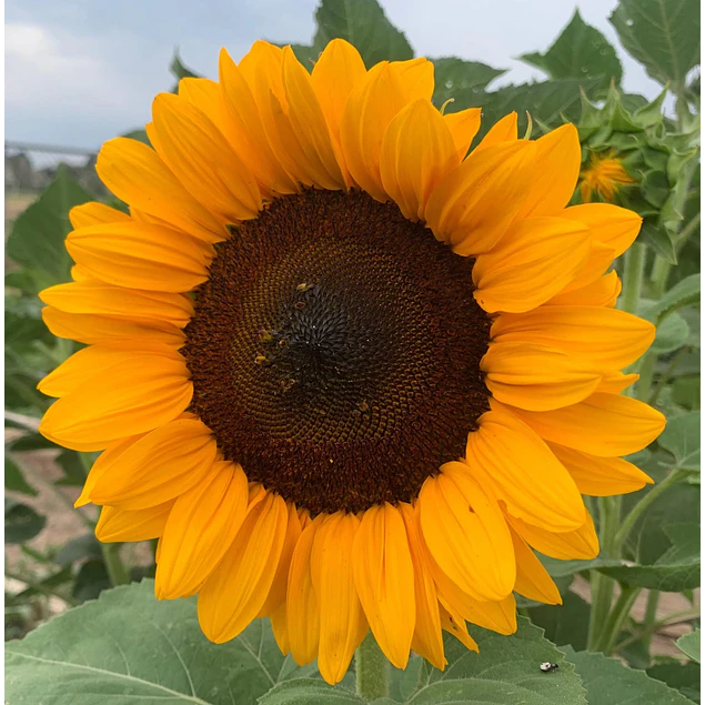 Girasol en 5 Variedades (Semillas)