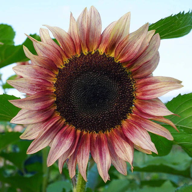 Girasol en 5 Variedades (Semillas)